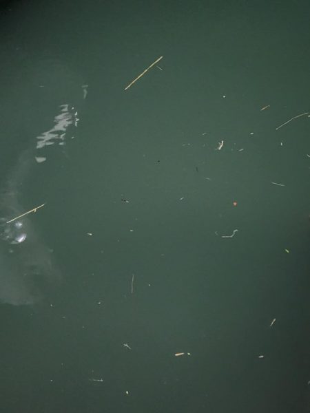 アジングがセイゴ釣りに