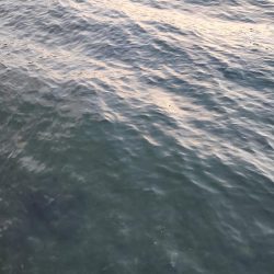 久しぶりのアジ