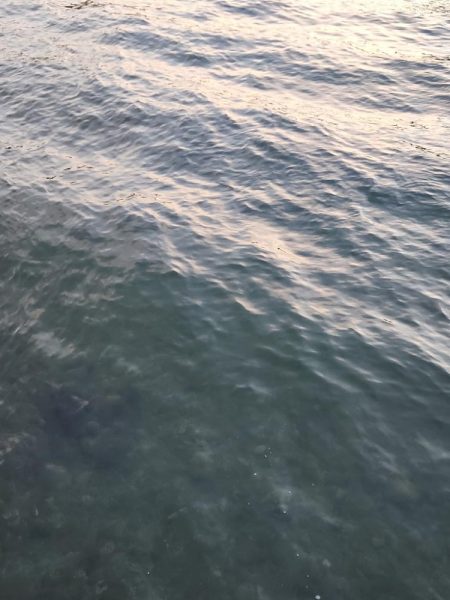 久しぶりのアジ