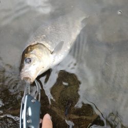 初めてのマブナ