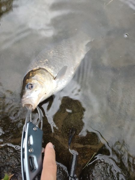 初めてのマブナ