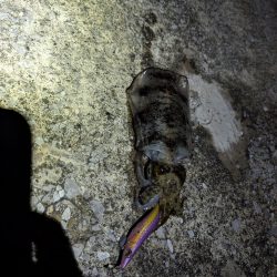 ナイトエギング