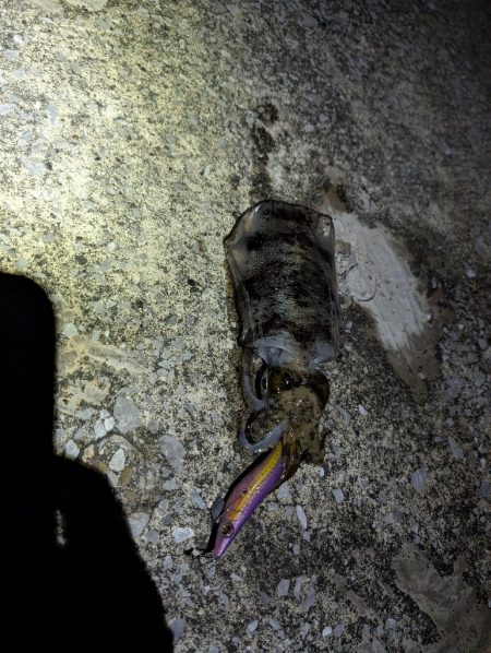 ナイトエギング