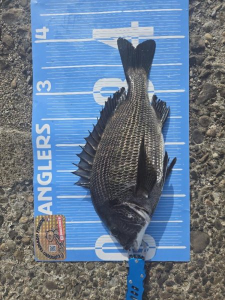 昼からのんびりふかせ釣り🎣