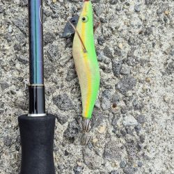 アオリが食べたくて、、、