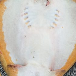 アジング、エギング