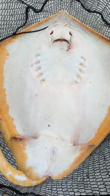 アジング、エギング