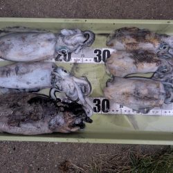 ミニボートティップラン