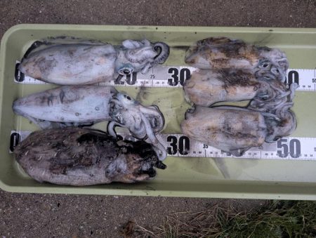 ミニボートティップラン