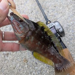 チヌトップ→ガシラマンション開拓