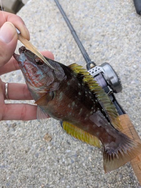 チヌトップ→ガシラマンション開拓