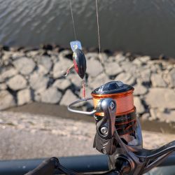 ハゼとハゼの親玉広島ハゼゲー