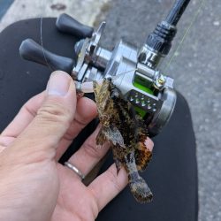 広島ライトソルト祭り8目ゲット