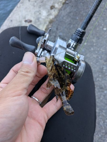 広島ライトソルト祭り8目ゲット