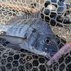 秋の広島チヌトップ
