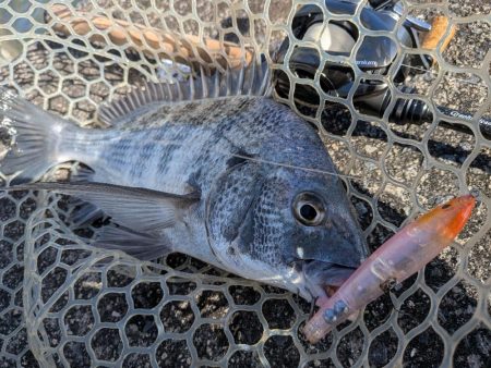 秋の広島チヌトップ