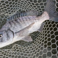 九州遠征ー伊万里チニング