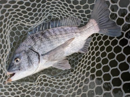 九州遠征ー伊万里チニング