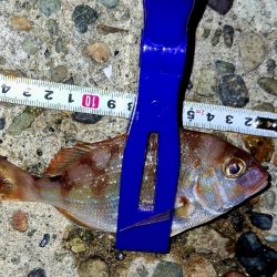 サイズチョイUp