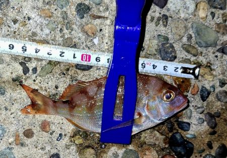 サイズチョイUp