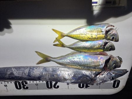 カゴ釣りでまさかの…