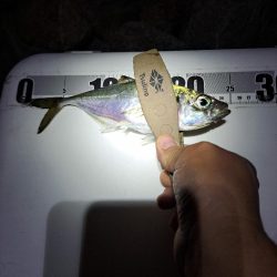 サバ多めのカゴ釣り