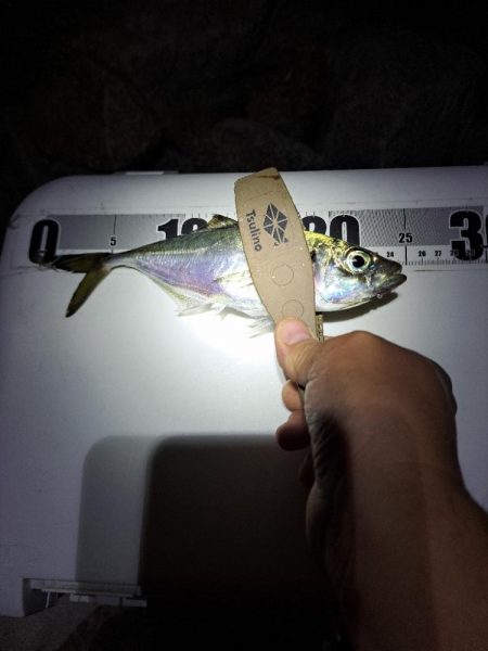 サバ多めのカゴ釣り