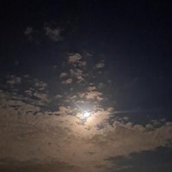 いつもと違う魚影