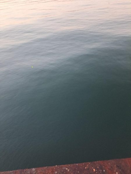 太刀魚不在でサビキ釣り