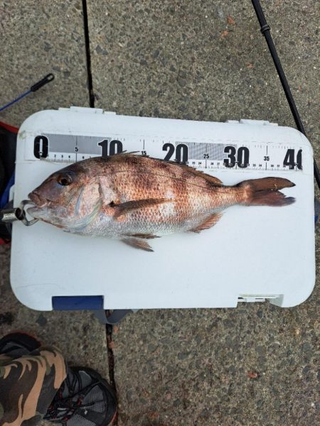 忍耐のカゴ釣り