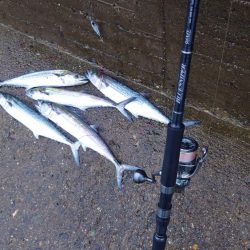 サゴシ、ツバス