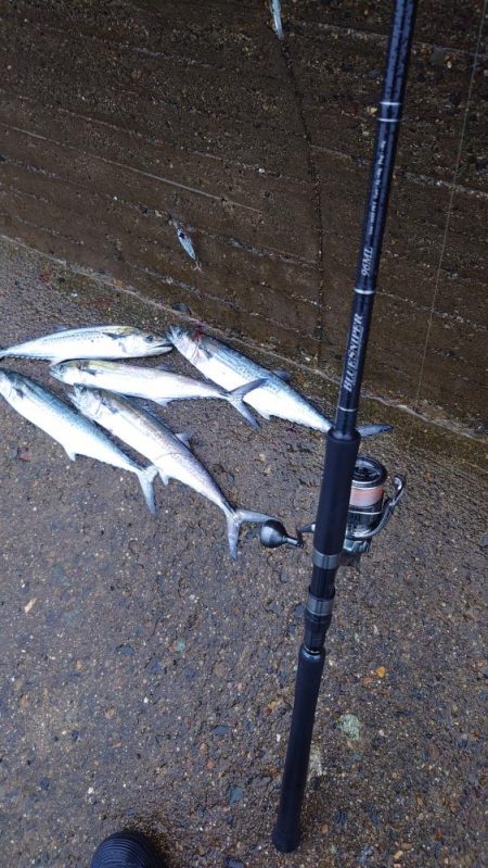 サゴシ、ツバス