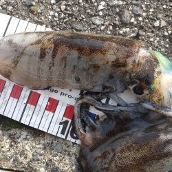 アオリイカ3杯!