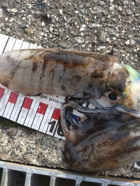 アオリイカ3杯!