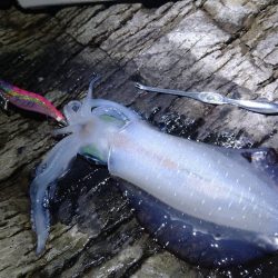 夜通しエギング