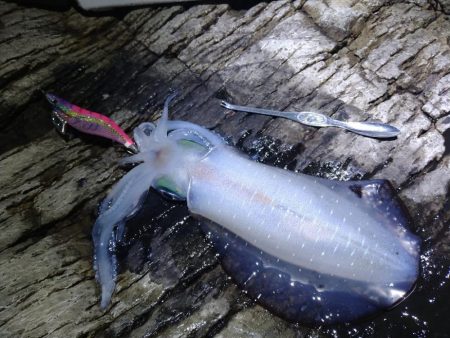 夜通しエギング