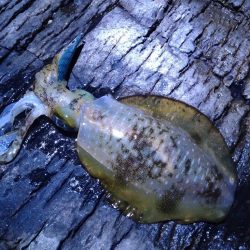 荒れ後のエギング