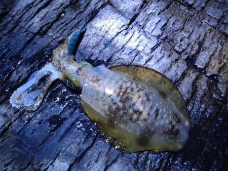 荒れ後のエギング