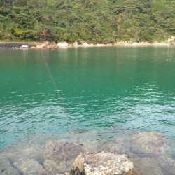 ハモ、グレ、ガシラ