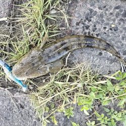 マゴチとメッキ釣れました!