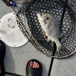 今季初のライトジギング