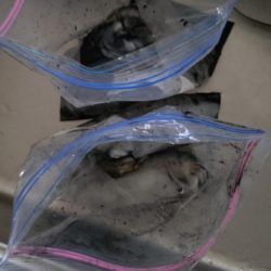 秋の深まりティップラン