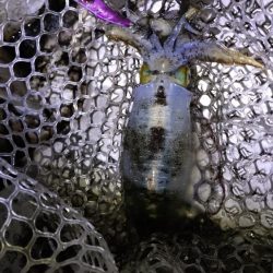 サイズアップティップラン