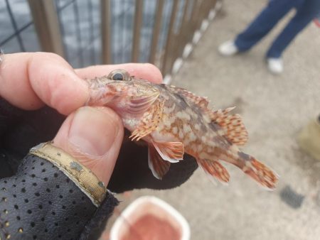 フカセ釣りで強烈な引き！