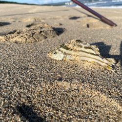 チーム主催の大会を実施しました