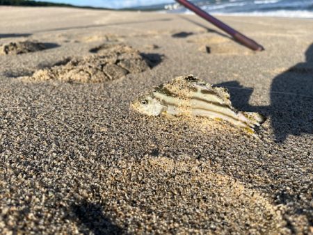 チーム主催の大会を実施しました