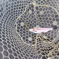 船釣りが中止になってしまったので・・・