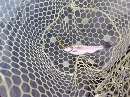 船釣りが中止になってしまったので・・・