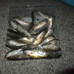 豆アジ湧いてます