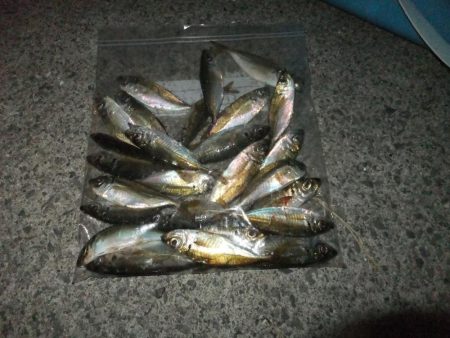 豆アジ湧いてます